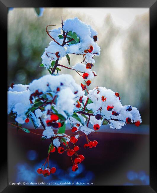 Winter berries in snow Framed Print by Graham Lathbury
