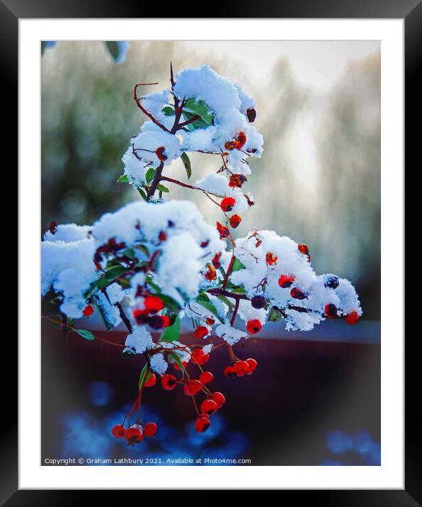 Winter berries in snow Framed Mounted Print by Graham Lathbury