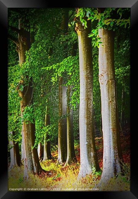 Cotswolds Trees Framed Print by Graham Lathbury