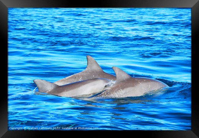 Dolphins Framed Print by Graham Lathbury