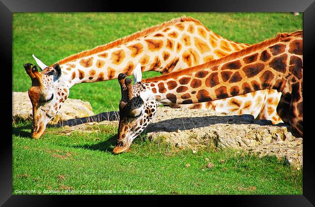 Pair of Giraffes Framed Print by Graham Lathbury