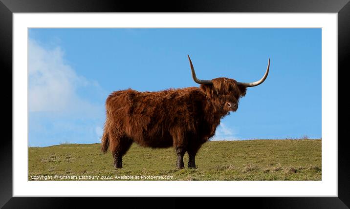 Highland Cow, Scotland Framed Mounted Print by Graham Lathbury