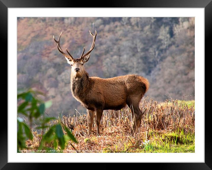 Red Deer Stag Framed Mounted Print by Graham Lathbury