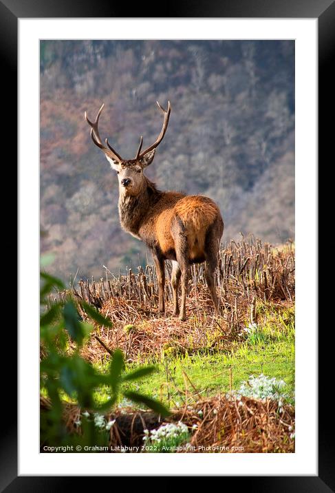 Red Stag Deer, Scotland Framed Mounted Print by Graham Lathbury
