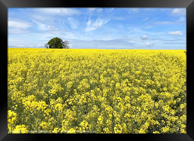 Cotswolds Rapeseed Field Framed Print by Graham Lathbury