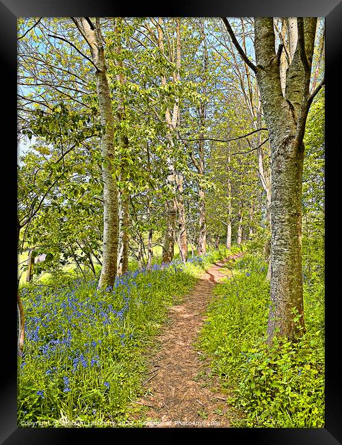 Bluebell Path Framed Print by Graham Lathbury