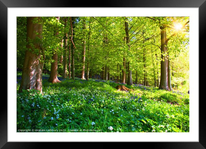 Forest Bluebells Framed Mounted Print by Graham Lathbury