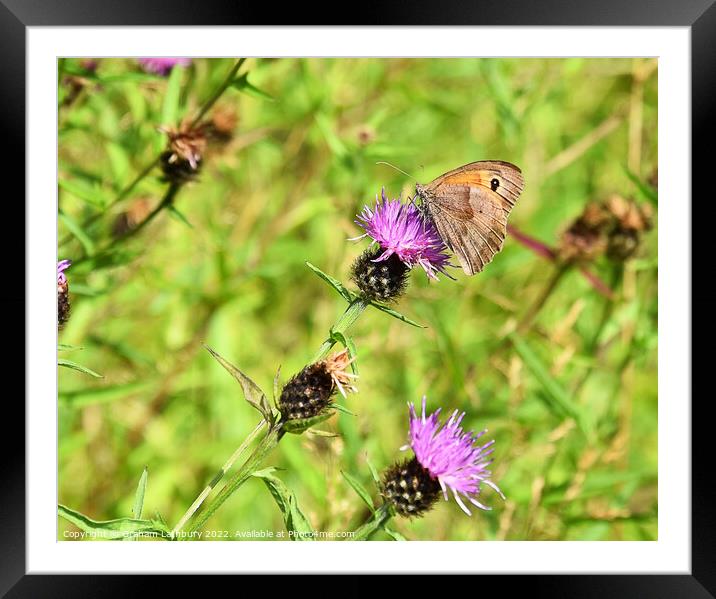 Ringlet Butterfly Framed Mounted Print by Graham Lathbury