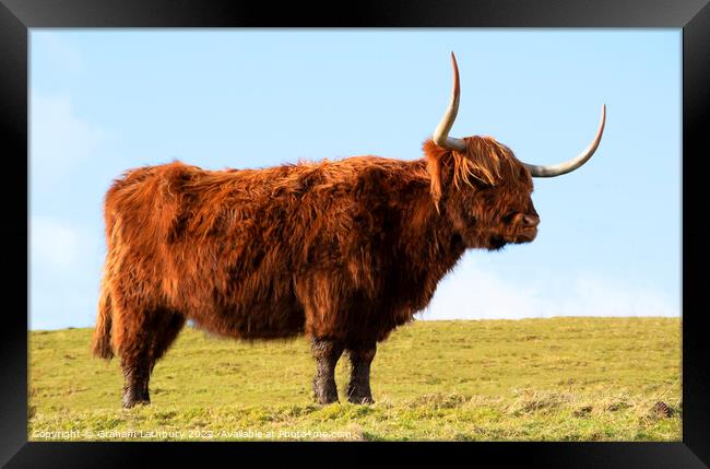 Highland Cow, Scotland Framed Print by Graham Lathbury