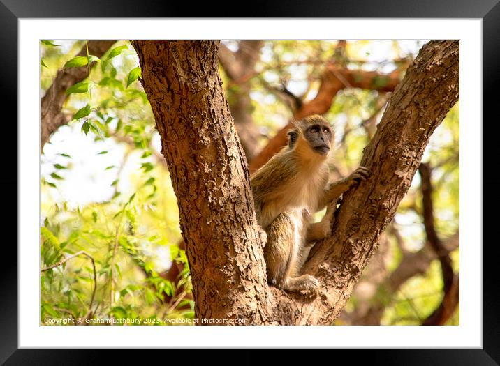 Green Monkey Framed Mounted Print by Graham Lathbury