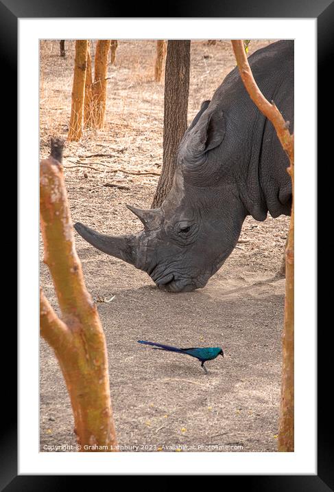 Rhinoceros Framed Mounted Print by Graham Lathbury