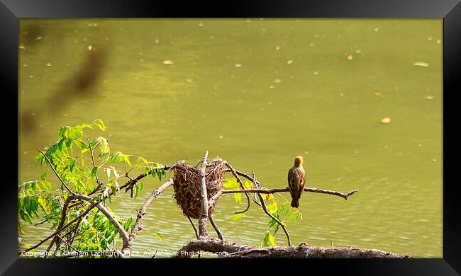 Blubuls Bird Framed Print by Graham Lathbury