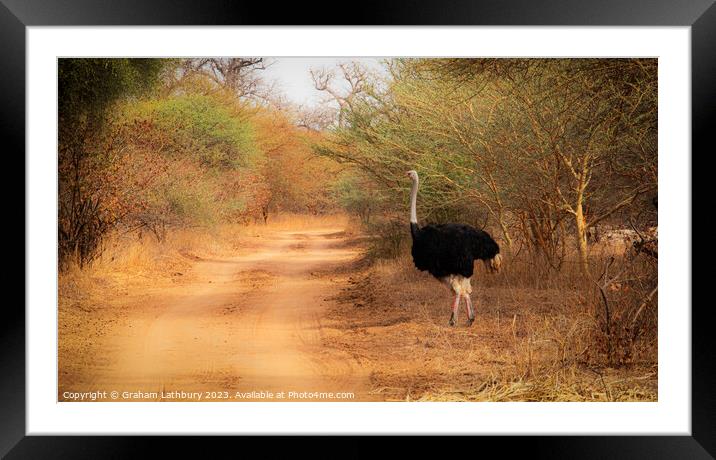 Ostrich, Senegal Framed Mounted Print by Graham Lathbury