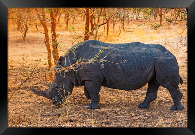 Rhinoceros Framed Print by Graham Lathbury