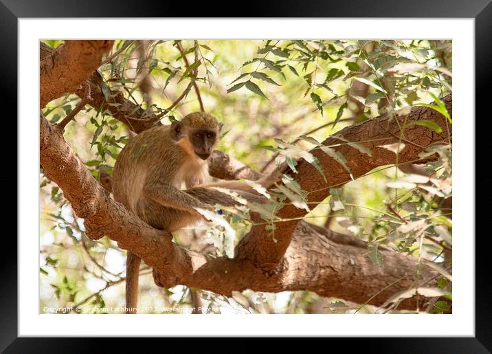 Green Monkey Framed Mounted Print by Graham Lathbury