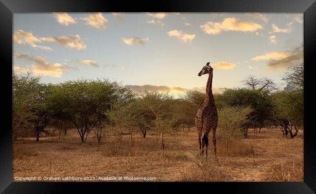 Giraffe - Senegal Framed Print by Graham Lathbury
