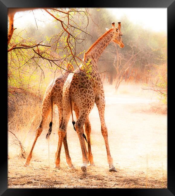 "Jousting Giraffes" Framed Print by Graham Lathbury