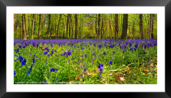 Bluebells Framed Mounted Print by Graham Lathbury