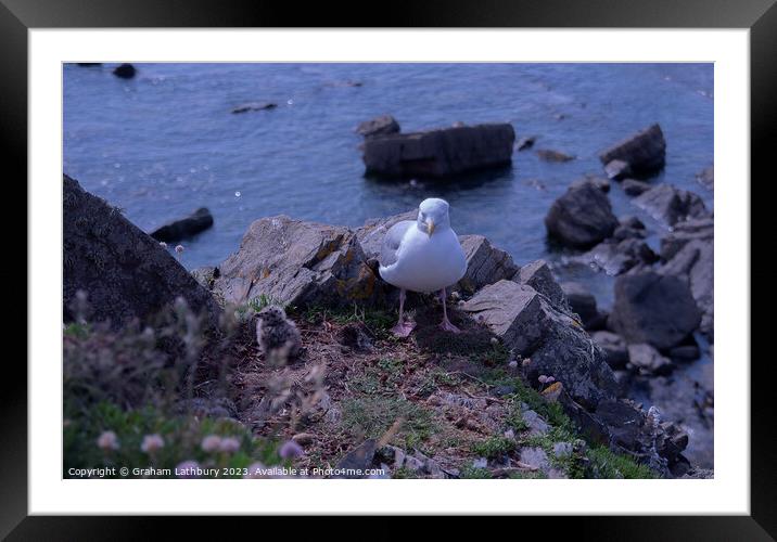 Seagull Chicks Framed Mounted Print by Graham Lathbury