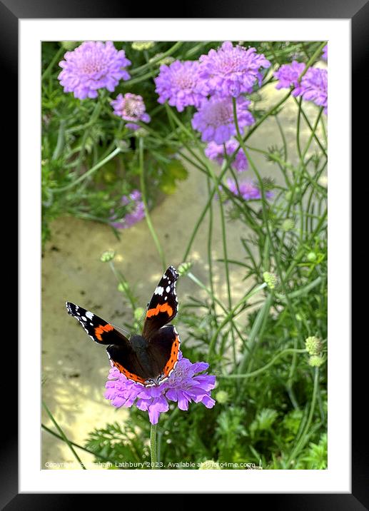 Red Admiral Butterfly Framed Mounted Print by Graham Lathbury
