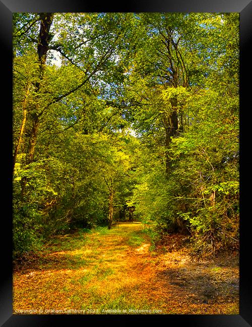 Enchanted Forest Framed Print by Graham Lathbury