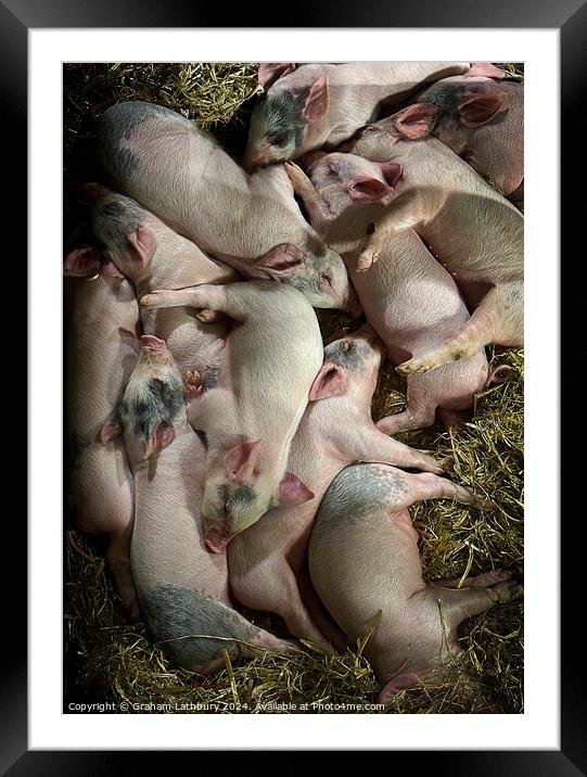 Piglets Framed Mounted Print by Graham Lathbury