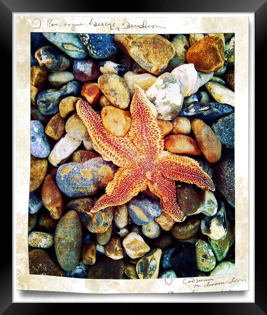Starfish Brighton Beach Framed Print by Graham Lathbury