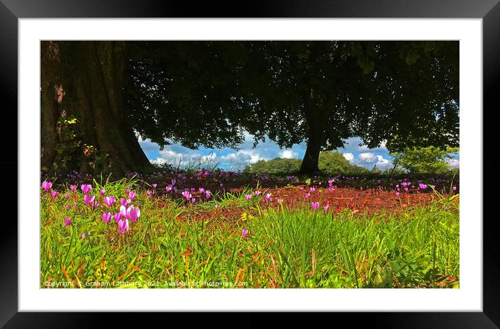 Crocuses in Spring Framed Mounted Print by Graham Lathbury