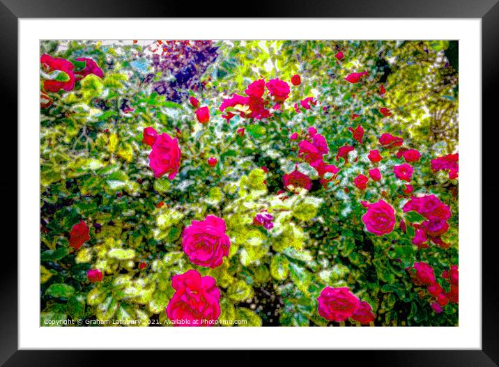 Watercolour Roses Framed Mounted Print by Graham Lathbury