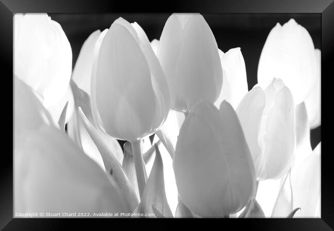 Tulip Flowers in Monochrome Framed Print by Stuart Chard