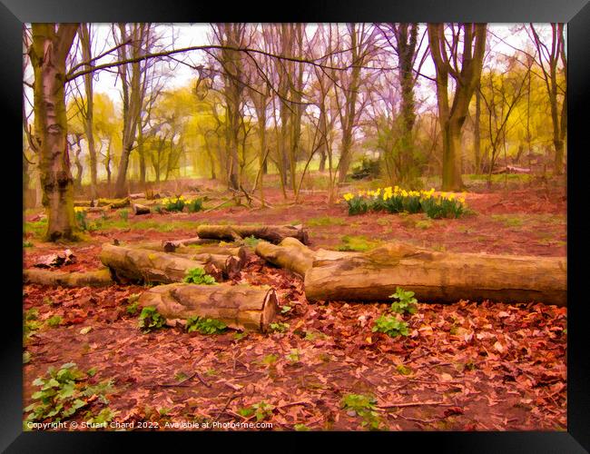 Springtime daffodils in a woodland forest Framed Print by Stuart Chard