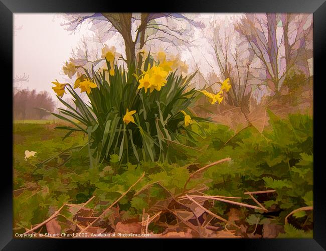 yellow daffodils in a woodland Framed Print by Stuart Chard