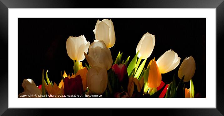 Tulip Flowers Framed Mounted Print by Stuart Chard