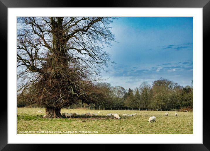 Grazing Sheep in the English Countryside Framed Mounted Print by Stuart Chard