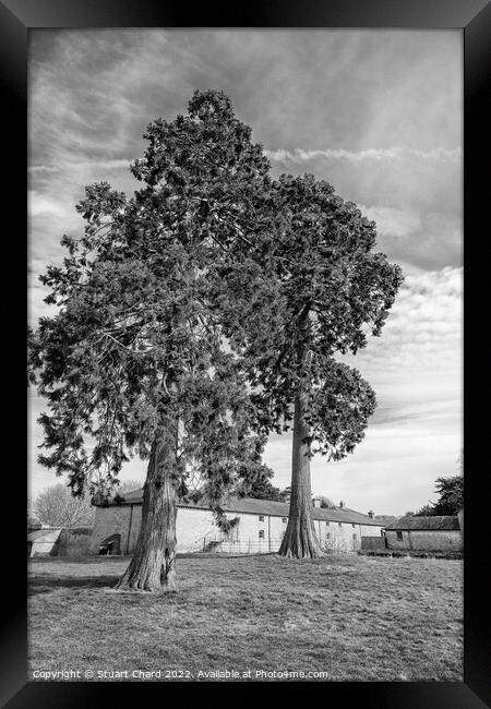 Black and white trees Framed Print by Stuart Chard