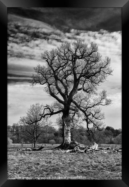 Black and white tree Framed Print by Stuart Chard