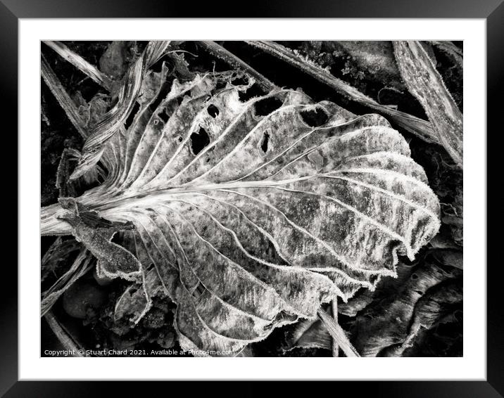 fallen Autumn Leaf  Framed Mounted Print by Stuart Chard