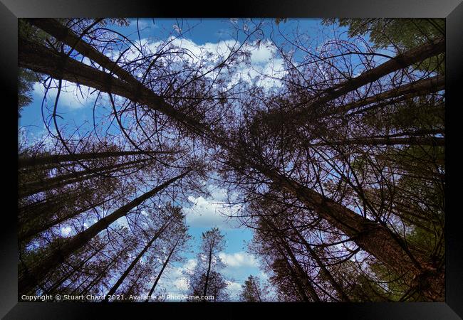 Wide angle fisheye photograph of trees in a beauti Framed Print by Stuart Chard