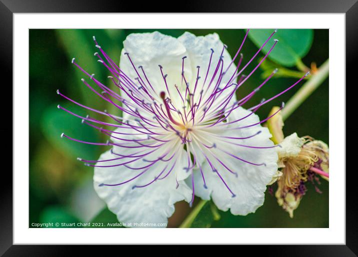 Flinders Rose Caper Bush Exotic Flower Framed Mounted Print by Stuart Chard