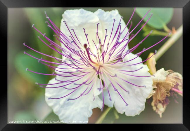 Flinders Rose Caper Bush Exotic Flower Framed Print by Stuart Chard