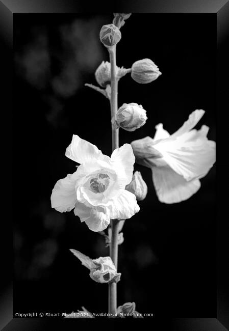 Rose Mallow or Hollyhock flowers Framed Print by Stuart Chard