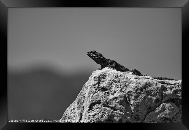 Lizard on a rock Framed Print by Stuart Chard