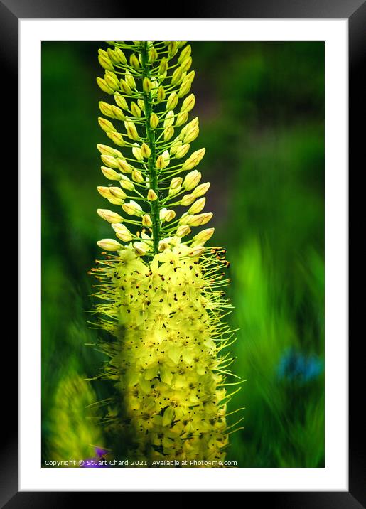 Radiant yellow flowers Framed Mounted Print by Stuart Chard