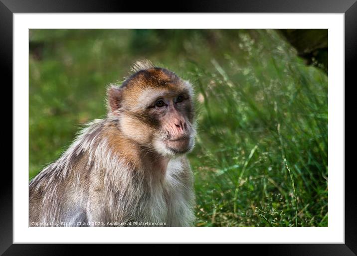 A monkey in grass and woodland Framed Mounted Print by Stuart Chard