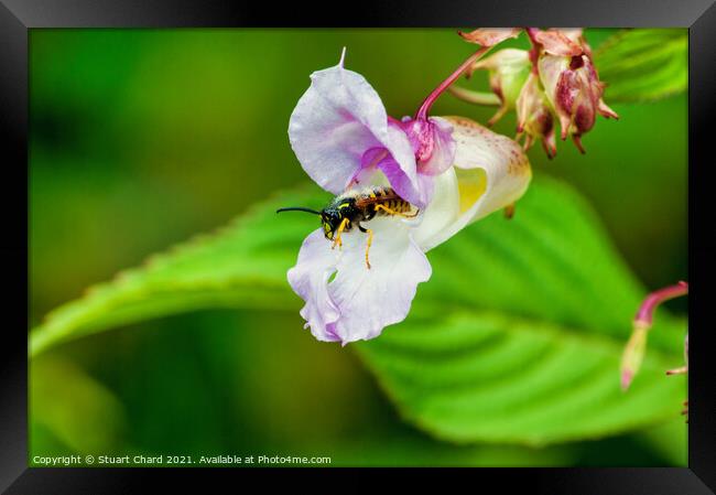 Wasp flying from a flower Framed Print by Stuart Chard