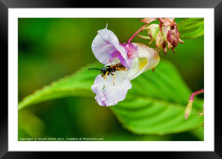 Wasp flying from a flower Framed Mounted Print by Stuart Chard