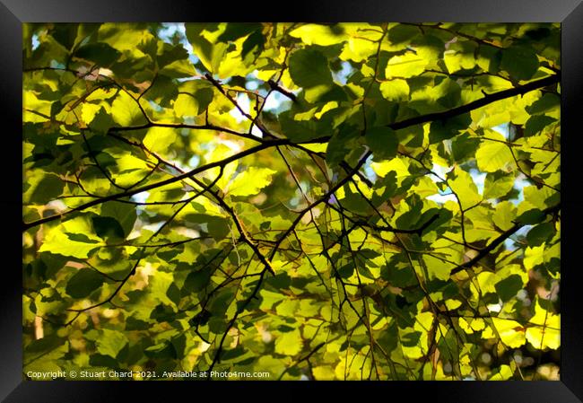 Dappled light through spring leaves  Framed Print by Stuart Chard