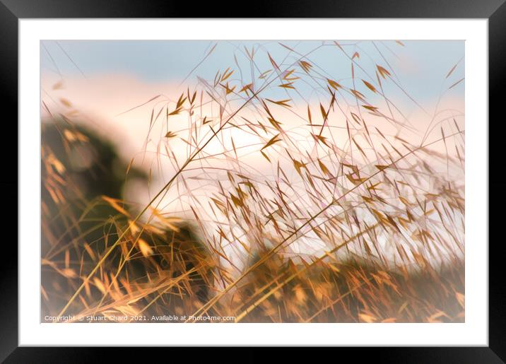 Wild grasses on the shoreline  Framed Mounted Print by Stuart Chard
