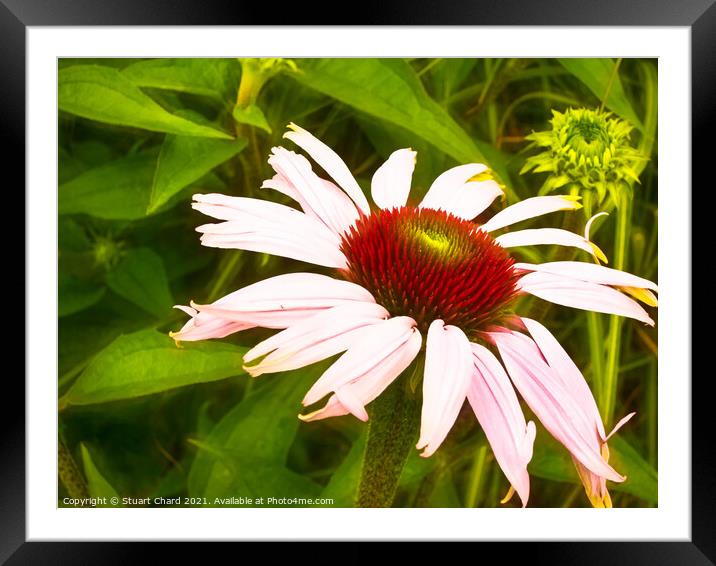 Echinacea or coneflower Framed Mounted Print by Stuart Chard