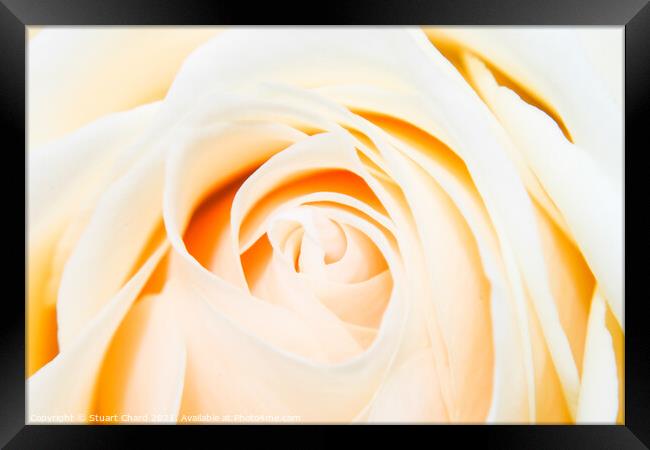 Close up shot of a beautiful pastel rose Framed Print by Stuart Chard
